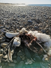 Leucocarbo atriceps