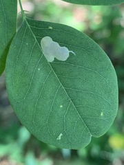 Macrosaccus robiniella