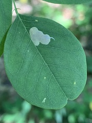 Macrosaccus robiniella