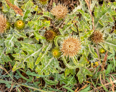 Cirsium quercetorum