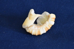 Monoplex pilearis