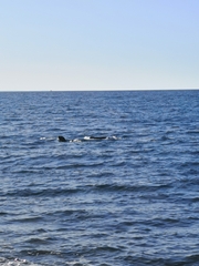 Otaria byronia