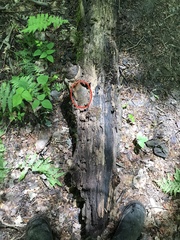 Orbilia luteorubella