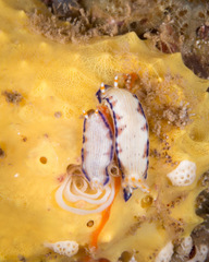 Hypselodoris peasei