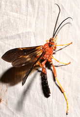 Tmetogaster nubilipennis