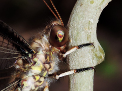 Ascalobyas albistigma
