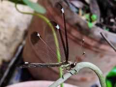 Ascalobyas albistigma
