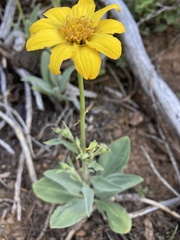 Arnica dealbata