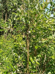 Salix alaxensis
