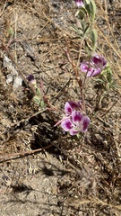 Clarkia speciosa