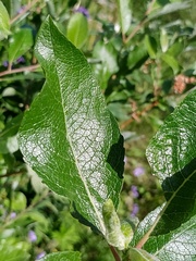 Salix alaxensis