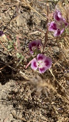 Clarkia speciosa