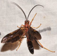 Tmetogaster nubilipennis