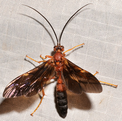 Tmetogaster nubilipennis