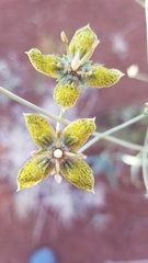 Frasera albomarginata