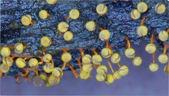 Physarum oblatum