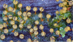 Physarum oblatum