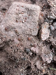Pheidole tepicana