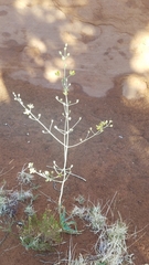 Frasera albomarginata