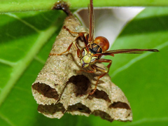 Mischocyttarus mexicanus