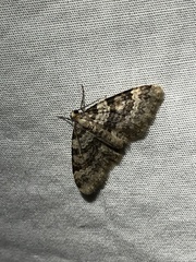 Zenophleps obscurata