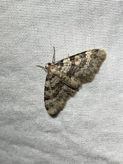 Zenophleps obscurata