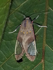 Bertholdia grisescens