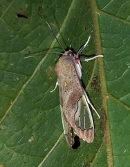 Bertholdia grisescens