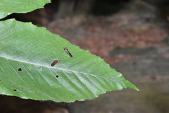 Merosargus caeruleifrons