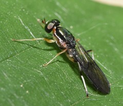 Merosargus caeruleifrons