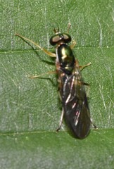 Merosargus caeruleifrons