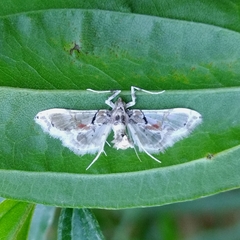 Neoleucinodes