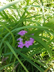 Phlox glaberrima interior
