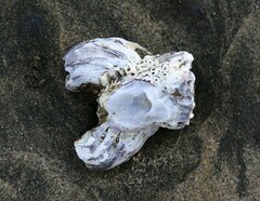 Austromegabalanus nigrescens