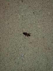 Periplaneta fuliginosa