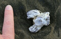 Austromegabalanus nigrescens