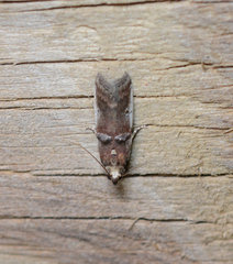 Acrobasis ostryella