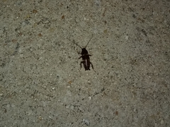 Periplaneta fuliginosa