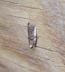 Acrobasis ostryella