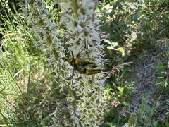 Lepturobosca