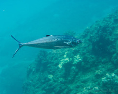 Scomberoides lysan
