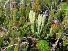 Diphasiastrum alpinum