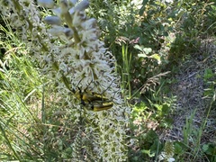 Lepturobosca
