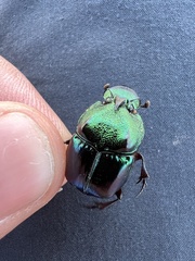 Phanaeus borealis