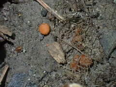 Scutellinia minor