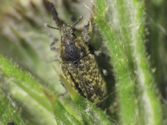 Rhinocyllus