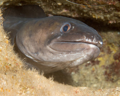 Conger marginatus