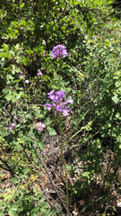 Dichelostemma multiflorum