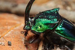 Phanaeus borealis