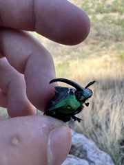 Phanaeus borealis